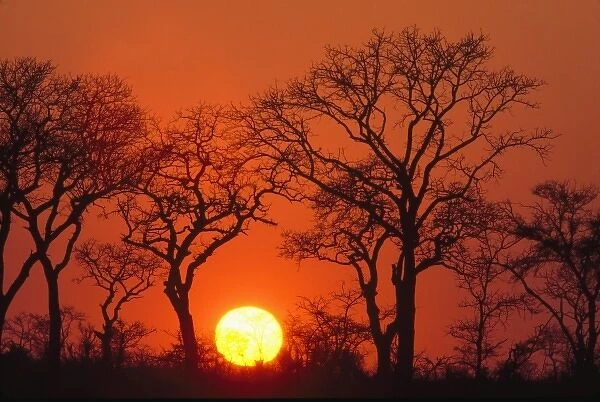 Africa. South Africa. Kruger National Park. Silhouette of trees as the sun sets in Kruger