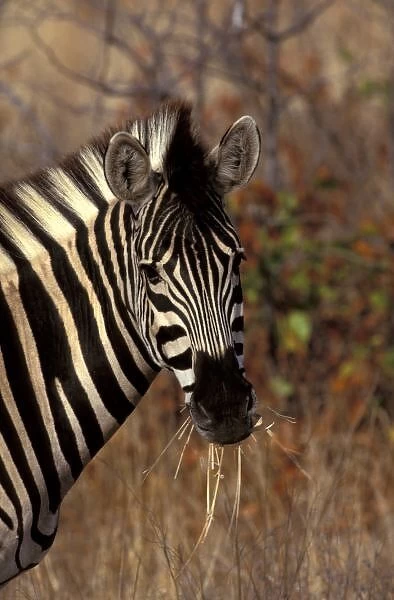 Africa, South Africa, Kruger NP Zebra portrait