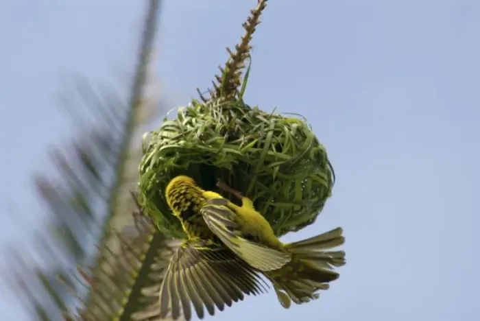 Framed Print : Africa, South Africa, KwaZulu Natal, Durban, Umhlanga Rocks, Weaver bird making nest (RF) Framed Print : Africa, South Africa, KwaZulu Natal, Durban, Umhlanga Rocks, Weaver bird making nest (RF)