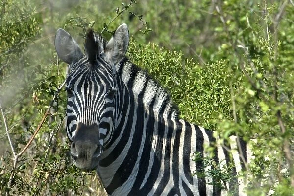 Africa, South Africa, KwaZulu Natal, Hluhluwe Umfolozi National Park, zebra (RF)