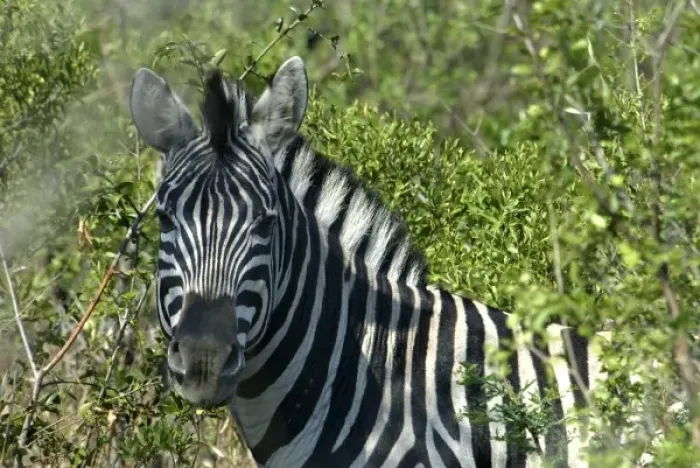 Framed Print : Africa, South Africa, KwaZulu Natal, Hluhluwe Umfolozi National Park, zebra (RF) Framed Print : Africa, South Africa, KwaZulu Natal, Hluhluwe Umfolozi National Park, zebra (RF)