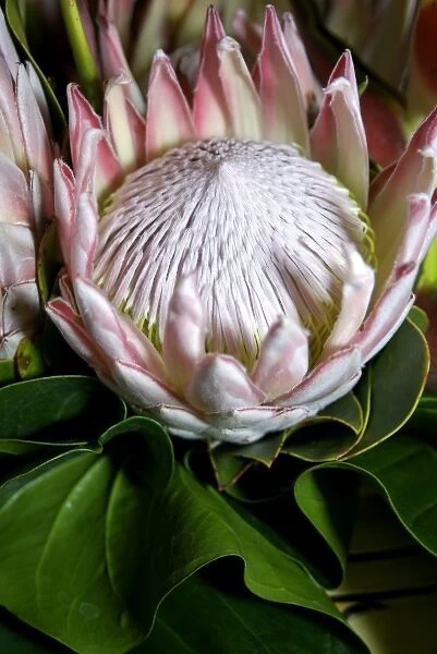 Africa, South Africa, KwaZulu Natal, Umhlanga Rocks, Queen Protea flowers