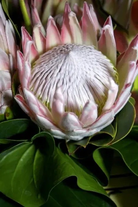 Framed Print : Africa, South Africa, KwaZulu Natal, Umhlanga Rocks, Queen Protea flowers Framed Print : Africa, South Africa, KwaZulu Natal, Umhlanga Rocks, Queen Protea flowers
