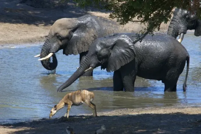Framed Print : Africa, South Africa, KwaZulu Natal, Westville, nyala and elephant in Tembe Elephant Park Framed Print : Africa, South Africa, KwaZulu Natal, Westville, nyala and elephant in Tembe Elephant Park