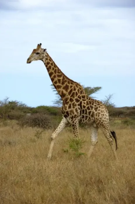 Framed Print : Africa, South Africa, KwaZulu Natal, Hluhluwe, giraffe at Zulu Nyala Game Reserve (RF)