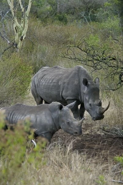 Africa, South Africa, KwaZulu Natal, Hluhluwe, White rhino in Zulu Nyala Game Reserve