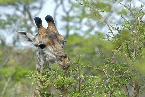 Africa, South Africa, KwaZulu Natal, Hluhluwe, Giraffe in Hluhluwe Umfolozi National Park