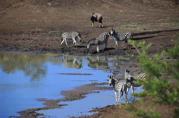 Africa, South Africa, KwaZulu Natal, Hluhluwe, Zulu Nyala Game Reserve, zebra at