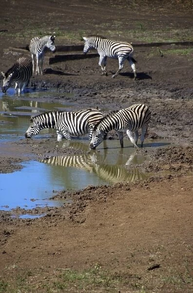 Africa, South Africa, KwaZulu Natal, Hluhluwe, Zulu Nyala Game Reserve, zebra at