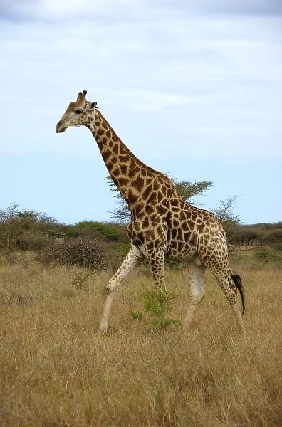 Africa, South Africa, KwaZulu Natal, Hluhluwe, giraffe at Zulu Nyala Game Reserve (RF)