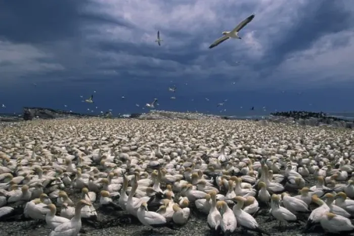 Framed Print : Africa, South Africa, Lamberts Bay. Cape Gannet colony (Sula capensis) Framed Print : Africa, South Africa, Lamberts Bay. Cape Gannet colony (Sula capensis)