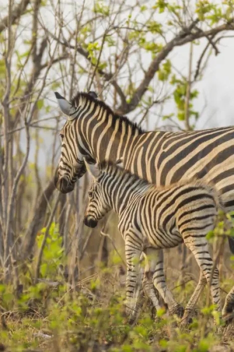 Framed Print : Africa, South Africa, Londolozi Private Game Reserve. Mother and juvenile zebras Framed Print : Africa, South Africa, Londolozi Private Game Reserve. Mother and juvenile zebras