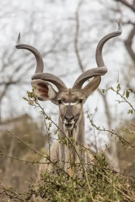 Framed Print : Africa, South Africa, Londolozi Private Game Reserve. Adult greater kudu. Credit as Framed Print : Africa, South Africa, Londolozi Private Game Reserve. Adult greater kudu. Credit as