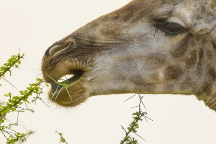 Framed Print : Africa, South Africa, Londolozi Private Game Reserve. Close-up of giraffe feeding on acacia leaves Framed Print : Africa, South Africa, Londolozi Private Game Reserve. Close-up of giraffe feeding on acacia leaves