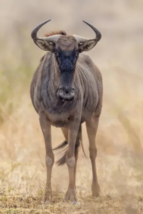 Framed Print : Africa, South Africa, Londolozi Private Game Reserve. Frontal view of gnu. Credit as Framed Print : Africa, South Africa, Londolozi Private Game Reserve. Frontal view of gnu. Credit as