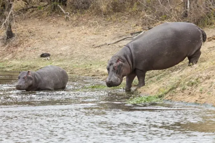 Framed Print : Africa, South Africa, Londolozi Private Game Reserve. Adult and juvenile hippopotamus Framed Print : Africa, South Africa, Londolozi Private Game Reserve. Adult and juvenile hippopotamus
