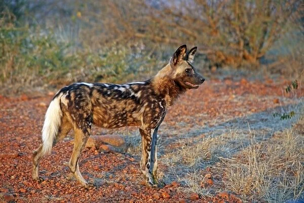 Africa, South Africa, Madikwe Private Game Reserve. The African Wild Dog, also known