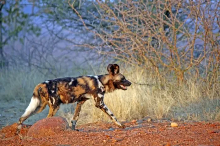 Framed Print : Africa, South Africa, Madikwe Private Game Reserve. The African Wild Dog, also known Framed Print : Africa, South Africa, Madikwe Private Game Reserve. The African Wild Dog, also known