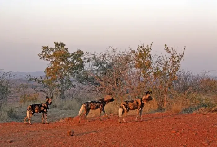 Framed Print : Africa, South Africa, Madikwe Private Game Reserve. The African Wild Dog, also known Framed Print : Africa, South Africa, Madikwe Private Game Reserve. The African Wild Dog, also known