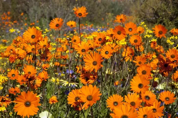 Framed Print : Africa, South Africa, Namaqualand. Wildflowers in Namaqua National Park. Credit as Framed Print : Africa, South Africa, Namaqualand. Wildflowers in Namaqua National Park. Credit as
