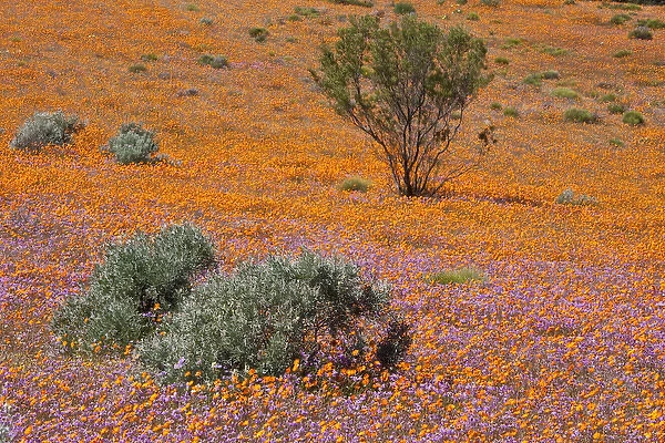 Africa, South Africa, Namaqualand. Orange an purple blossoms in Namaqua National Park