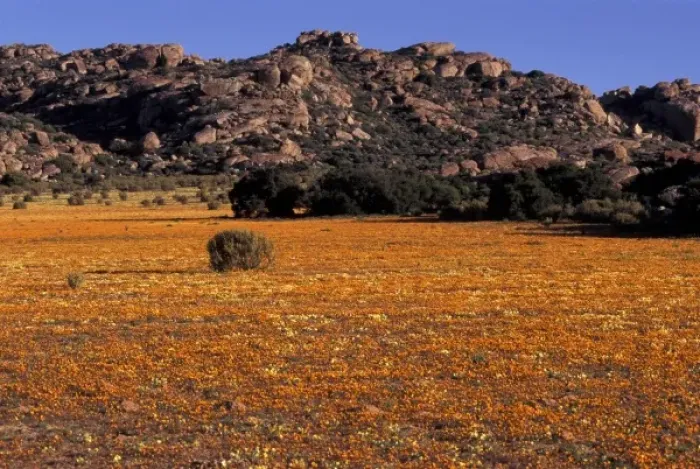 Framed Print : Africa, South Africa, Namaqualand, Nourivier. Meadow of mixed wildflowers