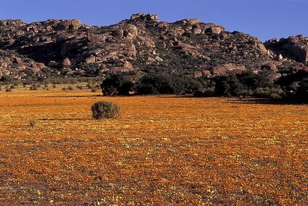 Africa, South Africa, Namaqualand, Nourivier. Meadow of mixed wildflowers