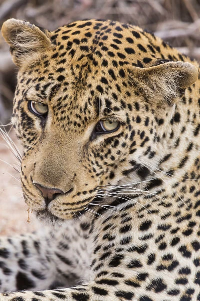 Africa, South Africa, Ngala Private Game Reserve. Close-up of young leopard. Credit as
