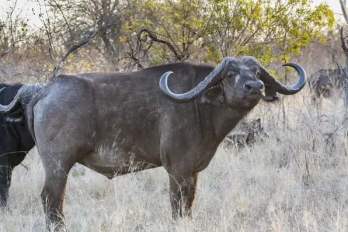 Framed Print : Africa, South Africa, Ngala Private Game Reserve. Side view of Cape buffalo. Credit as