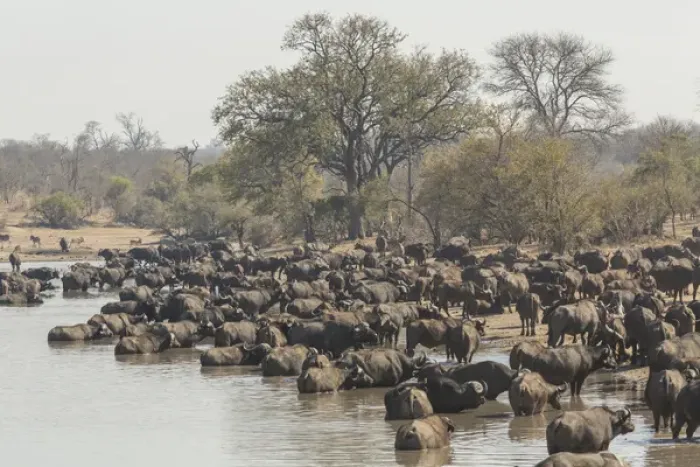 Framed Print : Africa, South Africa, Ngala Private Game Reserve. Cape buffalo herd at water hole