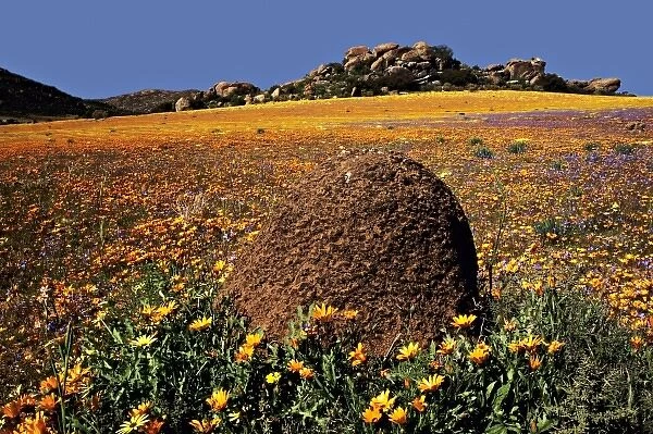 Africa, South Africa, Northern Cape Province, Namaqualand Region. Ant hill surrounded
