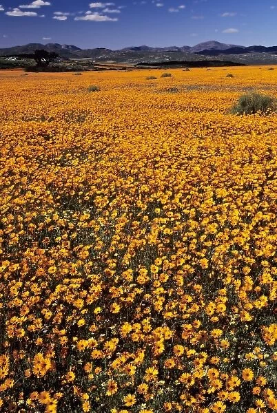 Africa, South Africa, Northern Cape Province, Namaqualand Region. Namaqualand daisiy