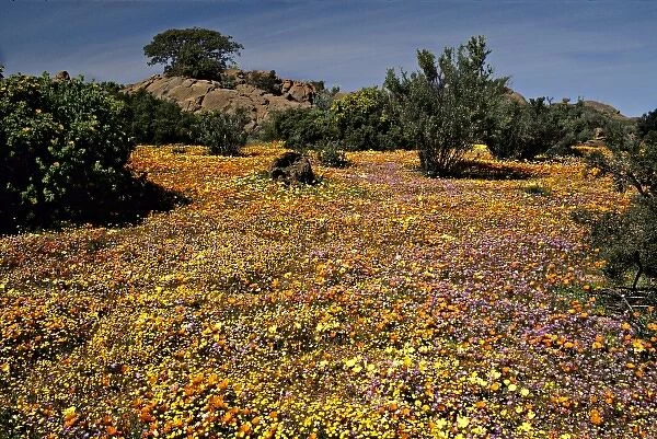 Africa, South Africa, Northern Cape Province, Namaqualand. Exhuberant wildflower