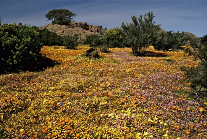 Framed Print : Africa, South Africa, Northern Cape Province, Namaqualand. Exhuberant wildflower Framed Print : Africa, South Africa, Northern Cape Province, Namaqualand. Exhuberant wildflower