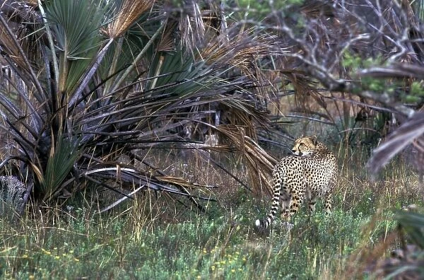 Africa, South Africa, Phinda Reserve. Cheetah (Acinonyx jubatus)