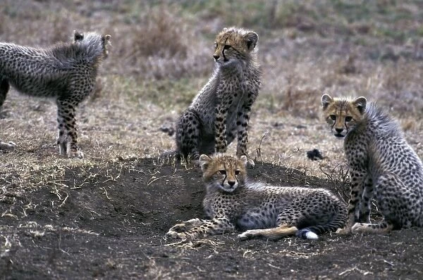 Africa, South Africa, Phinda Reserve. Cheetahs (Acinonyx jubatus)