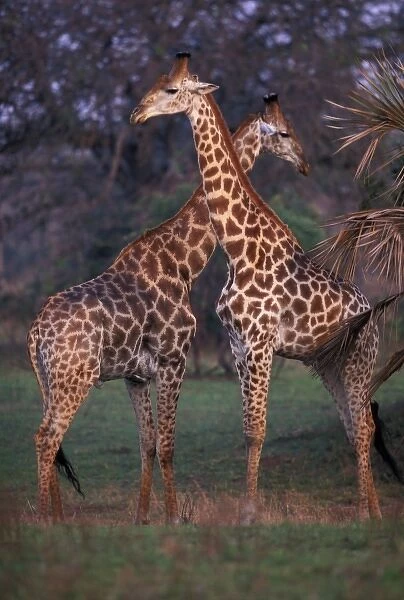 Africa, South Africa, Phinda Reserve. Giraffes