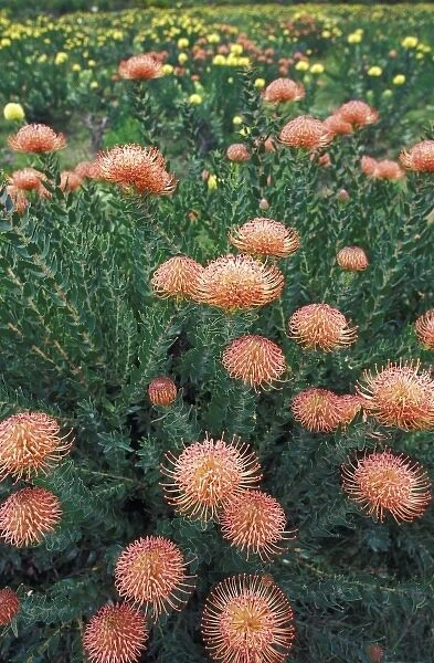 Africa, South Africa. Pincushion flower (Scabiosa) field