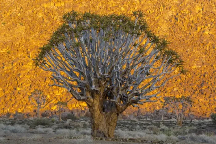Framed Print : Africa, South Africa, Richtersveld National Park. Quiver trees against sunlit hillside