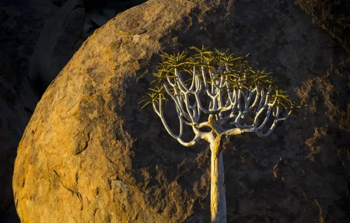 Framed Print : Africa, South Africa, Richtersveld National Park. Quiver tree and boulder. Credit as Framed Print : Africa, South Africa, Richtersveld National Park. Quiver tree and boulder. Credit as