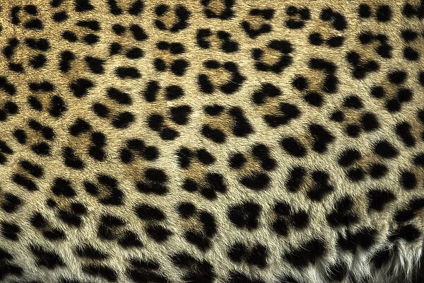 Africa, South Africa, Sabi Sabi Private Game Reserve. Close-up of leopard spots. Credit as
