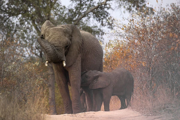 Africa, South Africa, Sabi Sabi Private Game Reserve. Nursing baby elephant. Credit as