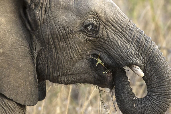 Africa, South Africa, Sabi Sabi Private Game Reserve. Very rare blue-eyed elephant