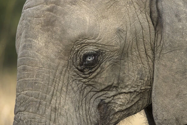 Africa, South Africa, Sabi Sabi Private Game Reserve. Very rare blue-eyed elephant