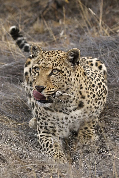 Africa, South Africa, Sabi Sabi Private Game Reserve. Crouching leopard. Credit as
