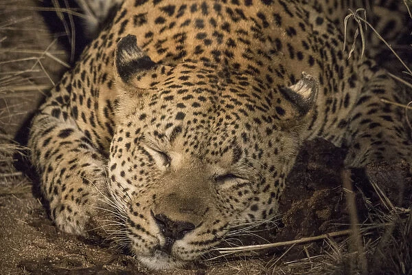 Africa, South Africa, Sabi Sabi Private Game Reserve. Leopard sleeping at night. Credit as