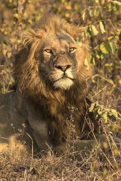 Africa, South Africa, Sabi Sabi Private Game Reserve. Male lion resting. Credit as