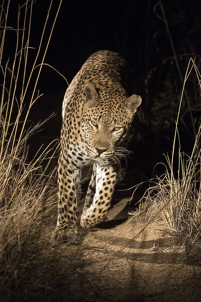 Africa, South Africa, Sabi Sabi Private Game Reserve. Leopard walking trail at night
