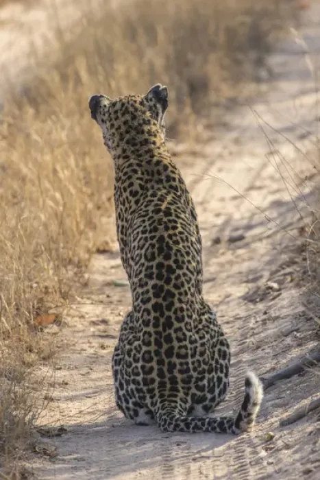Framed Print : Africa, South Africa, Sabi Sabi Private Game Reserve. Back of leopard sitting in road Framed Print : Africa, South Africa, Sabi Sabi Private Game Reserve. Back of leopard sitting in road