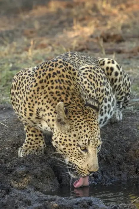Framed Print : Africa, South Africa, Sabi Sabi Private Game Reserve. Leopard drinking from a waterhole